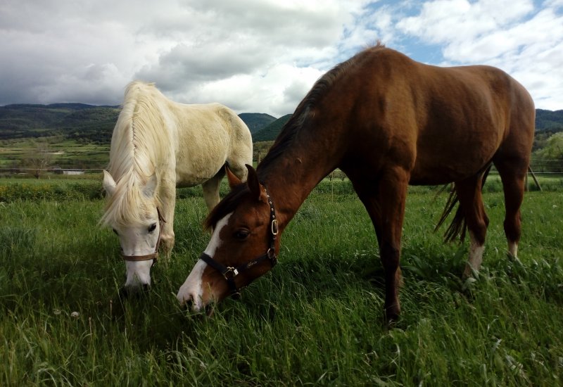 Equine connection