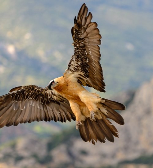 Hide for bearded vulture watching in Solsonès