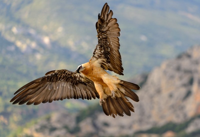 Hide for bearded vulture watching in Solsonès
