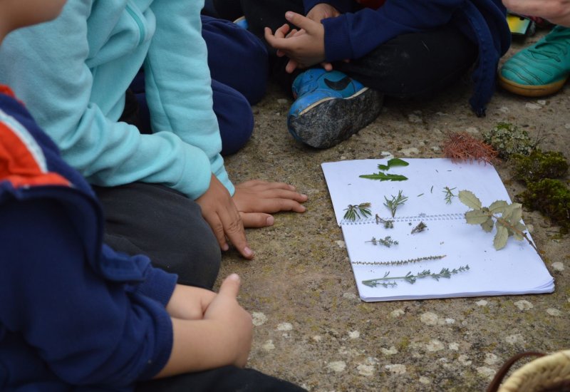 “Let’s discover the plants that live around us”