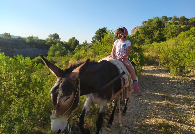 Donkey ride/walk