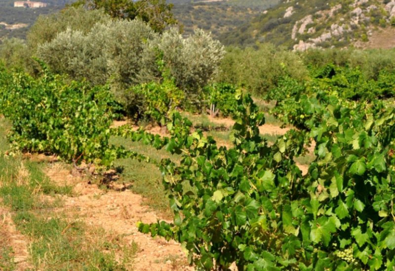 Ruta amb eBTT entre vinyes per la Serra Llarga i el Secans de la Noguera